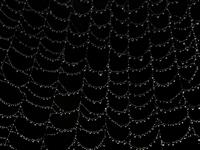 water droplets on a spider net